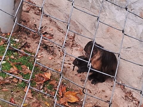 Small monkey climbing on a pole behind a wire fence in a zoo enclosure, primate in captivity.
