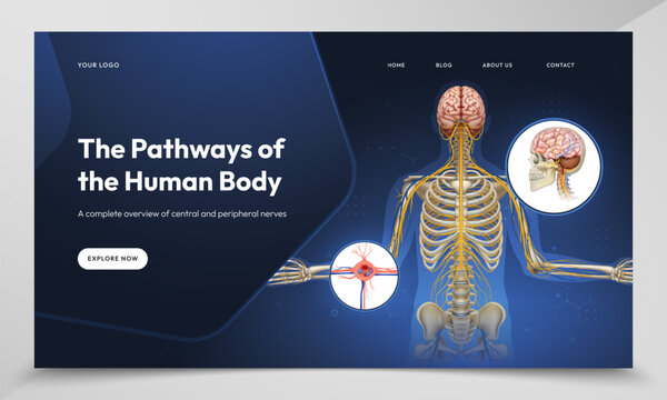 The Nervous System Educational Infographic