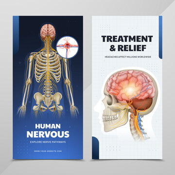 Human Nervous System Vertical Medical Posters