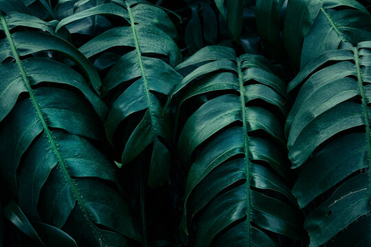 Luxury of dark green Monstera foliage texture, Tropical botanical pattern with dramatic light and deep teal shadows.