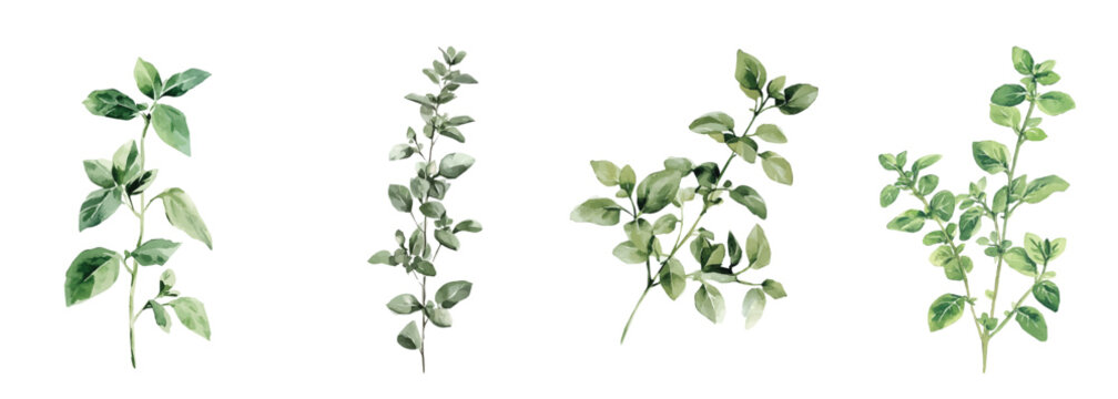Simple design, Beautiful oregano plant set painting design. Hand-painted style, vectorized, vector set available in EPS Simple Hand-painted watercolor style. Hand-painted watercolor style, vectorized