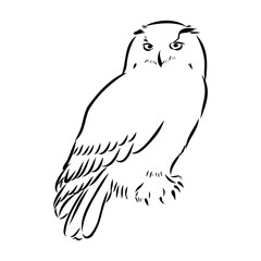 Fototapeta premium snowy owl, vector sketch