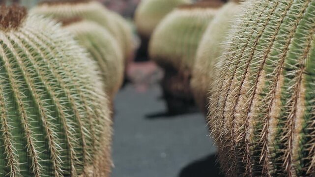 prickly pear cactus