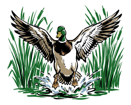 Mallard duck flying vector artwork. Duck hunting season graphic. Wildlife outdoor adventure design. Waterfowl landing in lake. Vintage animal print.