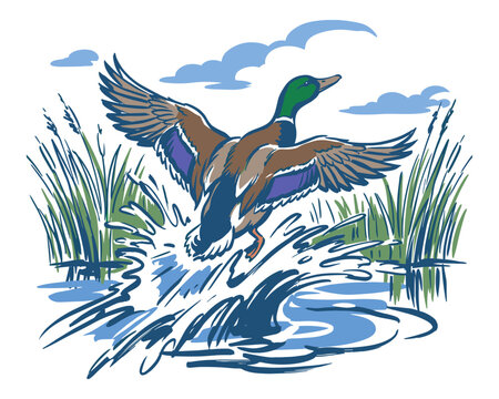 Mallard flying vintage artwork. Duck hunting artwork for apparel. Outdoor lake life t shirt vector design. Wild and free. Keep nature wild.