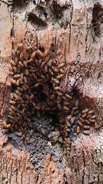 Swarm of wild honey bee colony, nest or hive inside tree trunk cavitie hole. Closeup of honeybee nesting or beehive in natural habitat. Bees conservation, apiculture, apis and wildlife concept.