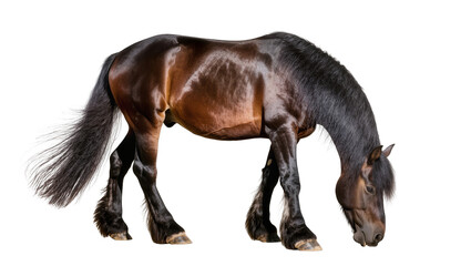 Dark brown shire horse with long black mane and tail grazing, isolated on transparent background © Finn