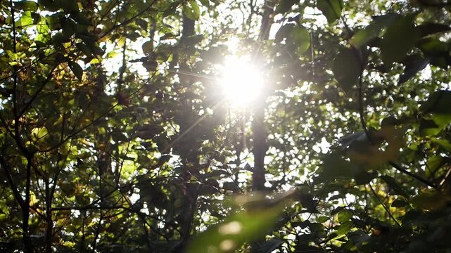 森の葉の間から差し込む木漏れ日　自然の癒しと森林浴のイメージ