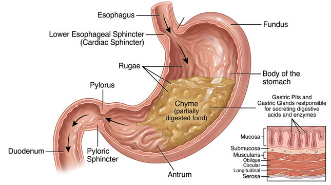 Cross‑section of the human stomach showing esophagus entry, lower esophageal sphincter, fundus, body, antrum and pylorus, with rugae and partially digested chyme highlighted to explain gastric mixing 