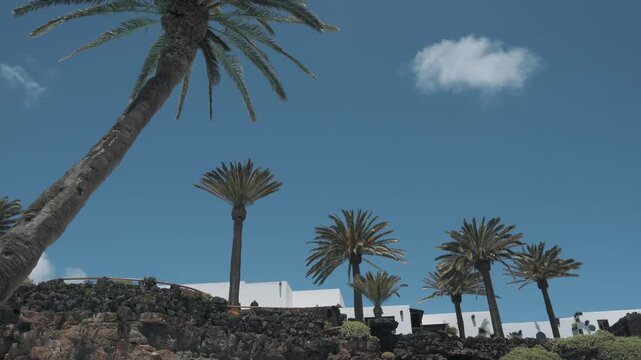 palm trees on the beach
