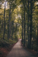 Fototapeta premium Vertical shot of a forest trail surrounded by green high trees