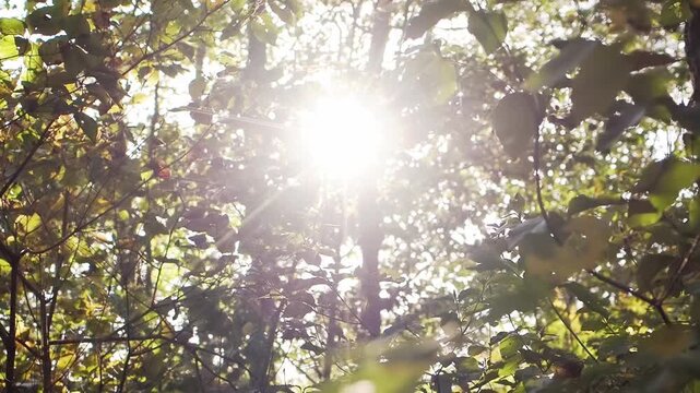 森の葉の間から差し込む木漏れ日　自然の癒しと森林浴のイメージ