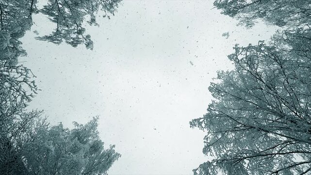 Falling snow, tree crowns. Snow falling from top to bottom. View on the top. Snowfall. Winter frost snowflakes. Natural background. Nature backdrop. Snowy winter seasonal background. Slow motion