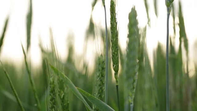 Green ears of wheat in a large field, close-up macro view