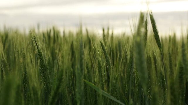 Green ears of wheat in a large field, close-up view, wheat field