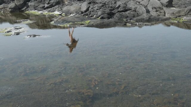 ducks in the lake
