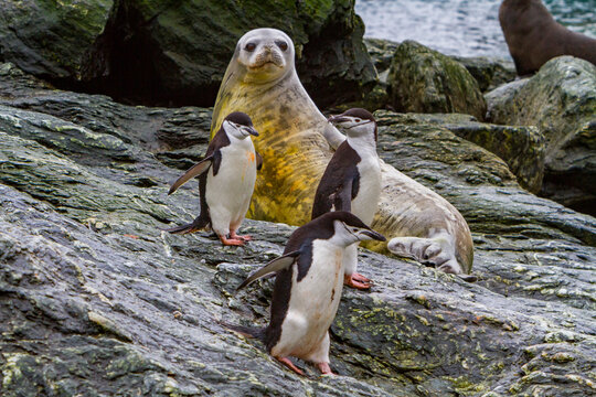 Weddell seal rests on rocky shore with penguins nearby in Antarctic habitat