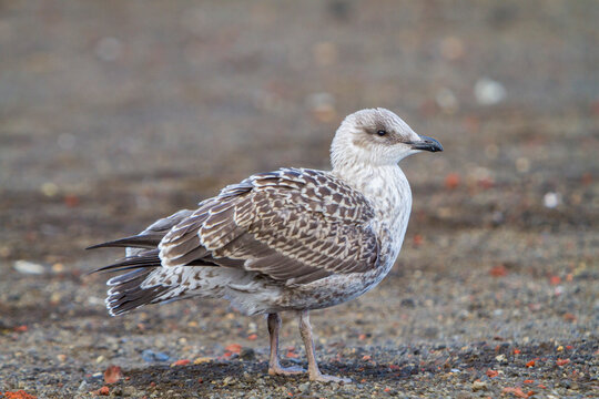 Juvenile kelp gull resting on the shore at Port Foster in Deception Island, Antarctica, Southern Ocean