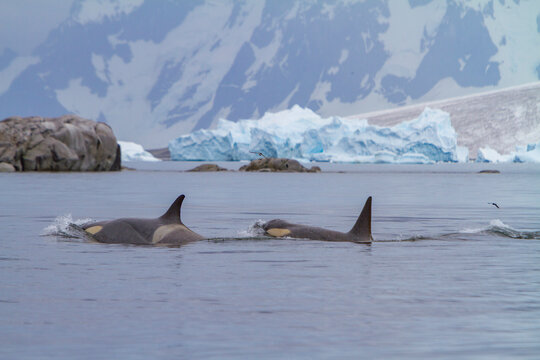 Pod of Type B killer whales swimming near icebergs in Antarctic waters