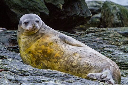 Weddell seal resting on rocks in a coastal area of Coronation Island in Antarctica during a sunny day