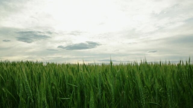 Green ears of wheat on a large field, close-up view, green wheat field in summer