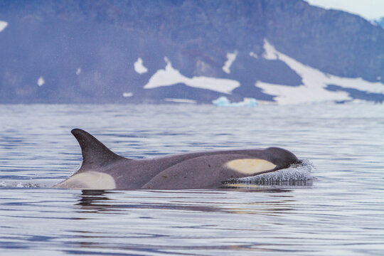 Type B killer whales swim near the Antarctic Peninsula with icebergs in background