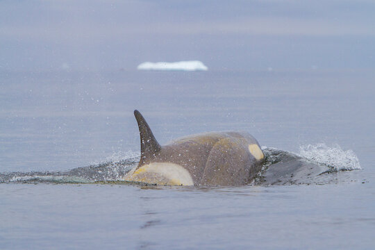 Group of Type B killer whales swims near the Antarctic Peninsula
