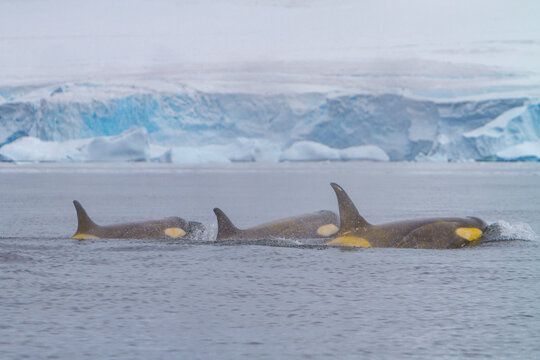 Pod of Type B killer whales swimming near the Antarctic Peninsula