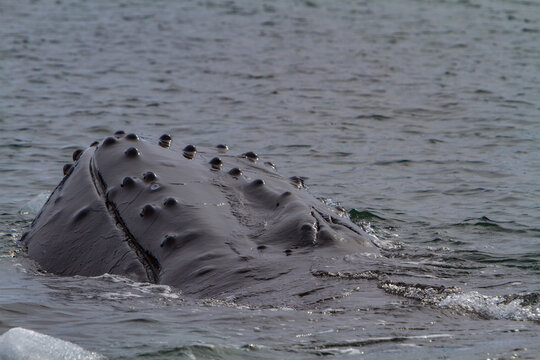 Humpback whale surfaces near Antarctic Peninsula showing tubercles and distinctive features on its back