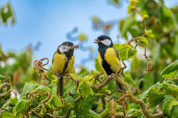 Great Tit Perched on Branch in Green Garden With Yellow Plumage and Soft Blue Sky © Stuart