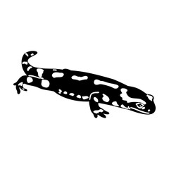 Naklejka premium salamander, vector sketch