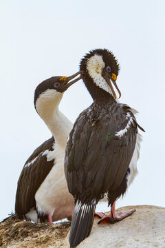 Pair of Antarctic shags preening each other on Weinke Island in Antarctica during the mating season