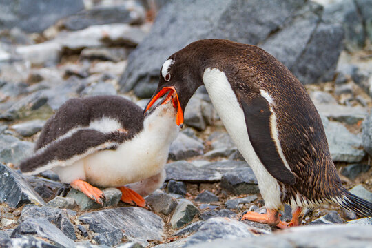 Gentoo penguin adult feeds chick on rocky surface in Antarctica during the Southern Ocean summer