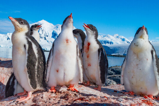 Gentoo penguin chicks gather together in Antarctica waiting for parents to return with food