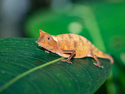 Brown leaf chameleon resting on a leaf during a night walk in Madagascar's botanical gardens