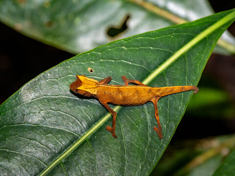 Brown leaf chameleon resting on a leaf during a night walk in Madagascar's rainforest