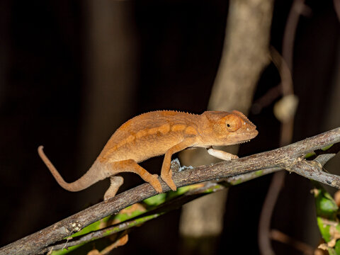 Juvenile Oustalets chameleon exploring its habitat in Madagascar's Anjajavy Private Reserve during the day
