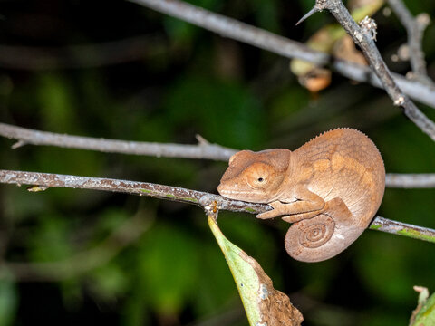 Juvenile Oustalets chameleon found in the trees of Anjajavy Private Reserve in Madagascar