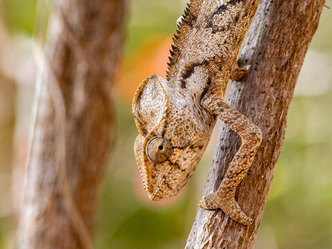 Adult Oustalets chameleon found on a branch in a Madagascar reserve