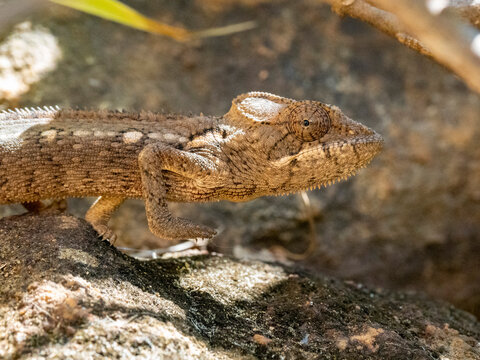 Oustalets chameleon moves on a rock in Lemur Park near Antanavarino, Madagascar during a sunny day