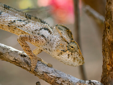 Oustalets chameleon rests on a branch in Anjajavy Private Reserve in Madagascar