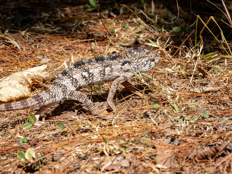 Oustalets chameleon moves through the forest floor in Madagascar
