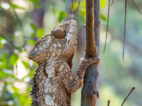 Oustalets chameleon climbing a tree branch in Lemur Park, Madagascar during daylight hours