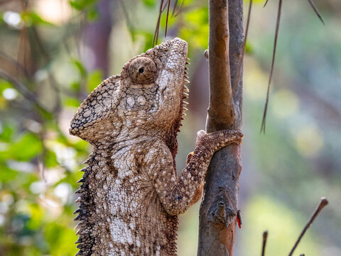 Oustalets chameleon climbs tree in Lemur Park Madagascar during the day's light