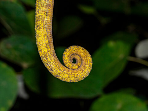 Adult Parsons chameleon displays tail in Ranomafana Botanical Gardens, Madagascar as it climbs amidst green foliage