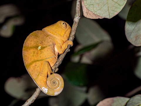 Juvenile Parsons chameleon on a branch in Madagascar's Ranomafana Botanical Gardens during nighttime