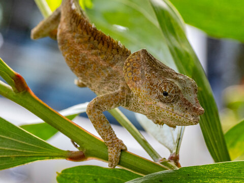 Short-horned chameleon climbing a branch in Andasibe, Madagascar during daylight hours