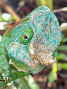 Adult Parsons chameleon found in Ranomafana Botanical Gardens in Madagascar during daylight hours observing its surroundings