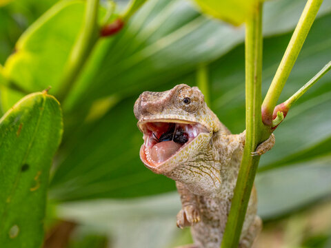 Short-horned chameleon eating insect in Andasibe Madagascar