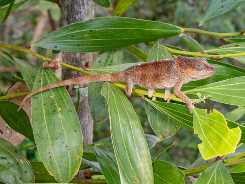 Short-horned chameleon, Calumma brevicorne, seen on foliage in Madagascar during daylight hours in the Andasibe area